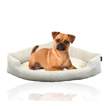 Ein kleiner brauner Hund sitzt bequem auf einem plüschigen, cremefarbenen Hundebett mit einem strukturierten, hellgrauen Rand.