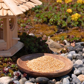 Verpackung von Lyra Pet's Premium-Vogelfutter mit bunten Vögeln, Sonnenblumenkernen und dem Text: "100% natürlich," "LYRA NATURE POWER," und Qualitätssiegel.