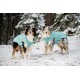 Zwei Australian Shepherds, einer dreifarbig und einer merle, tragen petrolfarbene Wintermäntel und stehen in einem verschneiten Wald.