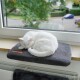 Eine weiße Katze schläft friedlich auf einem dunkelgrauen Haustierbett, das auf einer Fensterbank platziert ist, mit Grünpflanzen, die draußen sichtbar sind.