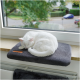 Eine weiße Katze schläft friedlich auf einem dunkelgrauen Haustierbett, das auf einer Fensterbank platziert ist, mit Grünpflanzen, die draußen sichtbar sind.