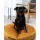Ein kleiner schwarzer Hund mit braunen Markierungen sitzt auf einem plüschigen, runden, senfgelben Hundebett in einer gemütlichen Innenumgebung.