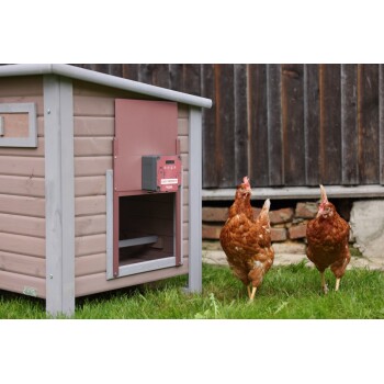Zwei braune Hühner stehen auf Gras neben einem hölzernen Hühnerstall mit einem roten „Easy Protect“-Gerät.