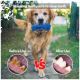 Golden Retriever, der auf einem Weg läuft, mit Bildern, die die Zähne des Hundes vor und nach der Verwendung von Zahnpasta zeigen, beschriftet mit "Vor der Anwendung" und "Nach der Anwendung."
