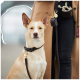 Ein tanfarbener Hund mit einem schwarzen Halsband und einer Leine sitzt neben einer Person, die einen langen beigen Mantel und schwarze Jeans trägt.