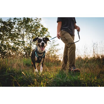 Eine Person führt einen glücklichen, schwarz-weißen Hund an der Leine durch ein grasbewachsenes Feld während des Sonnenuntergangs, umgeben von Bäumen.