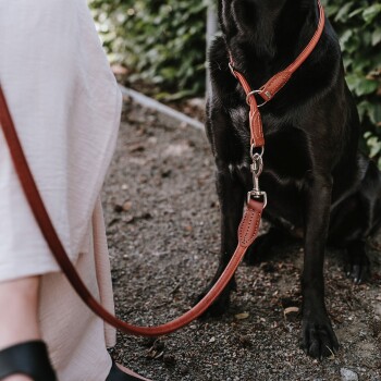 Eine Nahaufnahme eines schwarzen Hundes, der auf Kies sitzt, mit einer braunen Lederleine, die an einem Geschirr befestigt ist, und einer Person in heller Kleidung in der Nähe.
