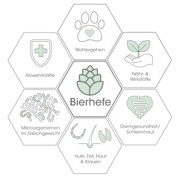 Infografik mit Hexagonen, die die gesundheitlichen Vorteile von Hefe für Haustiere zeigt: Immunität, Wohlbefinden, Nährstoffe, Darmgesundheit und Hautpflege.