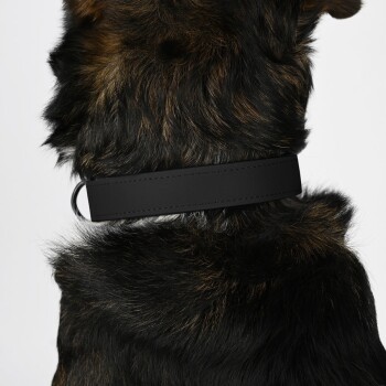 Nahaufnahme des Halses eines Hundes mit einem eleganten schwarzen Lederhalsband vor einem Hintergrund aus dunklem, strukturiertem Fell.