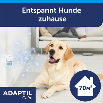 Gelber Labrador liegt im Wohnzimmer neben ADAPTIL Steckdosen-Diffusor; sichtbare Texte: „Entspannt Hunde zuhause“, „ADAPTIL Calm“, „70 m²“.