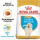 Golden Retriever Puppy 3 kg