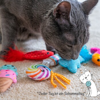 Eine graue Katze schnüffelt an bunten Haustierspielzeugen, darunter ein Fisch, ein Eisbecher und ein Lutscher, mit dem Text "Jeder Tag ist ein Schummeltag" darunter.