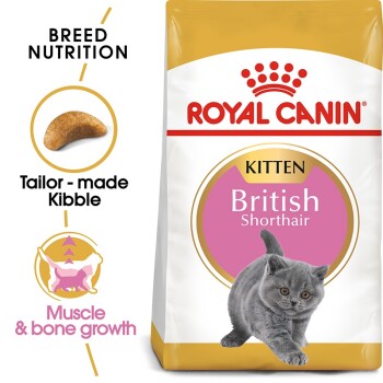British Shorthair Kitten 400 g