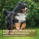 Berner Sennenhund läuft über Gras; Überlagerter Text: 'Ausgewogene Versorgung mit wertvollen Aminosäuren' mit deutscher Zeile darüber.