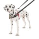 Halti training harness