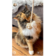 Eine flauschige dreifarbige Katze, die verspielt ein geknotetes Seilspielzeug mit ihrer Pfote greift, auf einem Holzboden neben einem grauen Sofa sitzt.
