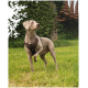 Ein grauer Weimaraner-Hund mit einem braunen Geschirr steht aufmerksam auf einer grasbewachsenen Fläche, mit Grün und einer rustikalen Brücke im Hintergrund.