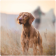 Un chien marron se tient dans un champ d'herbe haute pendant le coucher de soleil, avec un arrière-plan flou.