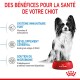 Image promouvant la nourriture pour chiots Royal Canin avec un petit chien et un bol de croquettes rouge. Points forts : soutien immunitaire, DHA pour le cerveau, prébiotiques pour la santé intestinale.