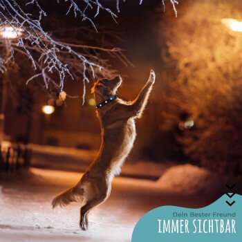 Ein Golden Retriever springt nachts im Schnee und trägt ein leuchtendes Halsband. Der Text lautet "Dein Bester Freund IMMER SICHTBAR."
