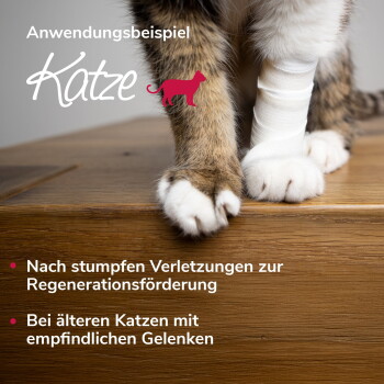Nahaufnahme der Vorderpfoten einer Katze auf einer Holzoberfläche, eine Pfote in weißem Verband, mit deutschem Text zur Versorgung von Katzenverletzungen.