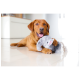 Ein verspielter brauner Hund liegt auf einem glänzenden Boden und hält ein graues Elefantenplüschspielzeug mit einem Seilschwanz.