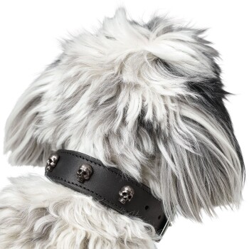 Ein flauschiger, schwarz-weißer Hund, der ein schwarzes Lederhalsband mit silbernen Totenkopf-Nieten trägt, von hinten betrachtet.