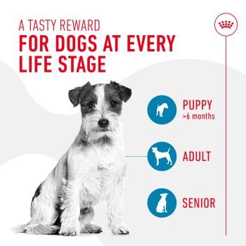 A cute dog sits center with text above: "A Tasty Reward for Dogs at Every Life Stage." Below are icons for Puppy, Adult, and Senior.