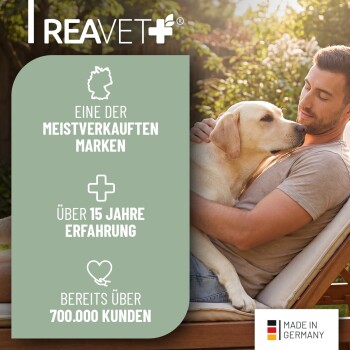 Ein verspielter Hund springt in die Luft, um einen leuchtend gelben Frisbee gegen einen klaren blauen Himmel zu fangen.