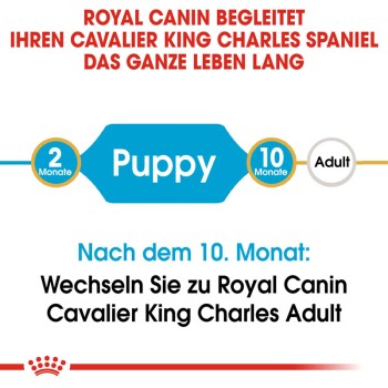 Royal Canin Fütterungsanleitung für Cavalier King Charles Spaniels, die "Welpe" für 2 Monate und "Erwachsener" nach 10 Monaten angibt.