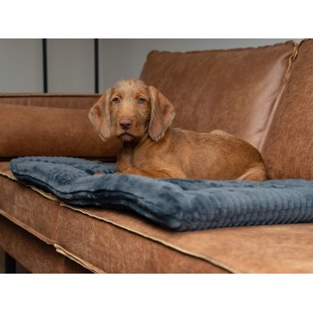 Ein brauner Hund, der auf einer blauen Haustierdecke auf einer braunen Leder-Couch liegt und neugierig in die Kamera schaut.