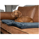 Ein brauner Hund, der auf einer blauen Haustierdecke auf einer braunen Leder-Couch liegt und neugierig in die Kamera schaut.