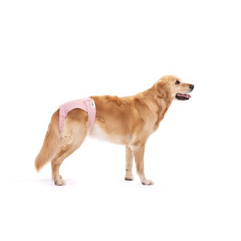 Ein Golden Retriever trägt eine rosa Windel für Haustiere und zeigt sein Seitenprofil vor einem weißen Hintergrund.