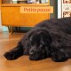 Grand chien noir et duveteux allongé sur un sol en bois devant un meuble, bannière au-dessus indiquant « Petite pause ».