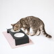 Eine flauschige grau- und cremefarbene Katze frisst aus einer weißen Schüssel mit trockenem Katzenfutter, mit einer separaten leeren Wasserschüssel in der Nähe.