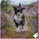 Ein glücklicher schwarz-weißer Hund, der durch ein Feld mit lila Blumen läuft, umgeben von Grün.