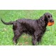 Schwarzer nasser Hund steht auf Gras und hält ein orangefarbenes Spielzeug im Maul.