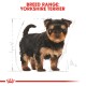 A cute Yorkshire Terrier puppy stands in a sketch-like outline, with the text "BREED RANGE: YORKSHIRE TERRIER" above it.