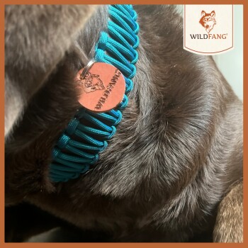Nahaufnahme des Halses eines braunen Hundes mit einem türkisfarbenen Paracord-Halsband mit einem runden Anhänger, der mit "WILDFANG" graviert ist.