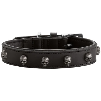 Schwarzes Lederhalsband für Haustiere, verziert mit silbernen Totenkopf-Nieten und einer Metallschnalle.