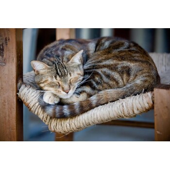 Braun-graue getigerte Katze zusammengerollt schlafend auf einem Sitz aus geflochtenem Seil, den Schwanz um die Pfoten gewickelt.