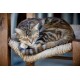 Braun-graue getigerte Katze zusammengerollt schlafend auf einem Sitz aus geflochtenem Seil, den Schwanz um die Pfoten gewickelt.