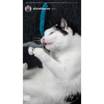 Eine verspielte weiße Katze mit schwarzen Flecken beißt in ein graues Filzspielzeug, während sie auf einer strukturierten dunklen Oberfläche liegt und ihre grünen Augen zeigt.