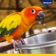 Un conure soleil vibrant avec des plumes orange, jaunes et vertes perché sur un bol en métal, regardant curieusement le spectateur. Logo Vitakraft dans le coin.
