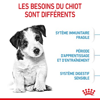 Un chiot noir et blanc est assis au centre, avec du texte à gauche sur les besoins en soins des chiots : système immunitaire, formation et santé digestive.