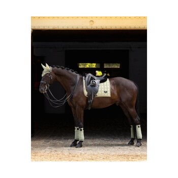 Ein braunes Pferd steht in einem Stall, trägt eine hellgrüne Satteldecke und passende Beinschoner, mit einer dekorativen Ohrhaube.