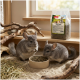 Zwei graue Chinchillas fressen Pellets aus einer Schale in einem sandigen Gehege, im Regal dahinter eine Tüte mit Aufschrift 'PANTO Chinchillafutter'.