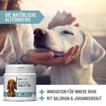 Eine Person streichelt einen entspannten weißen Hund, mit Reavet Ruhepol Beruhigungstabletten, die Baldrian und Johanniskraut im Vordergrund zeigen.