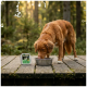 Brauner Hund frisst aus einer Metallschüssel auf einem Holzsteg im Wald, neben dem Napf ein Futtermittelbehälter mit der Aufschrift 'WILDERNESS'.