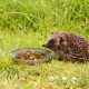 ceramic hedgehog bowl